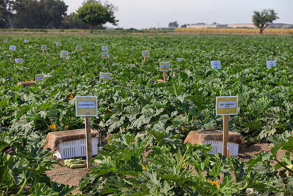 Squash_FieldDays_Woodland_CA_0105