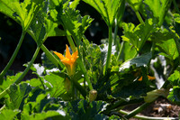 Squash_FieldDays_Woodland_CA_0015