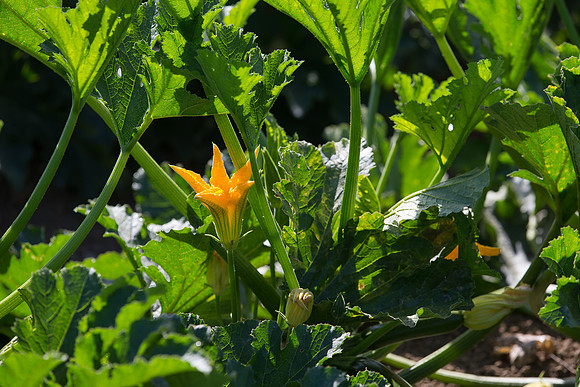 Squash_FieldDays_Woodland_CA_0015