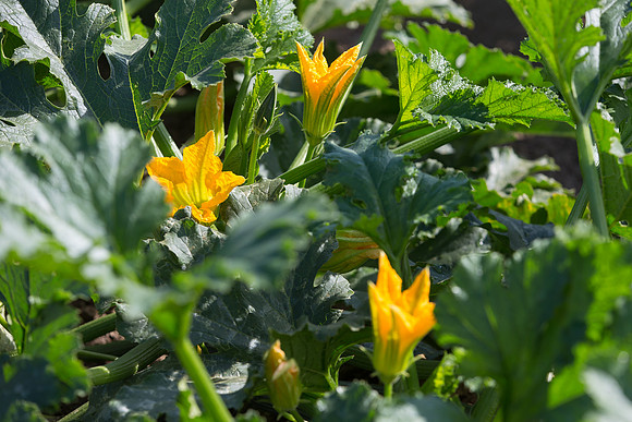 Squash_FieldDays_Woodland_CA_0032