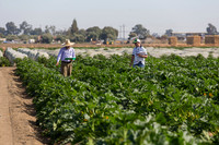 Squash_FieldDays_Woodland_CA_0023