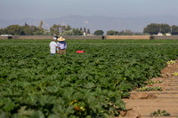Squash_FieldDays_Woodland_CA_0005