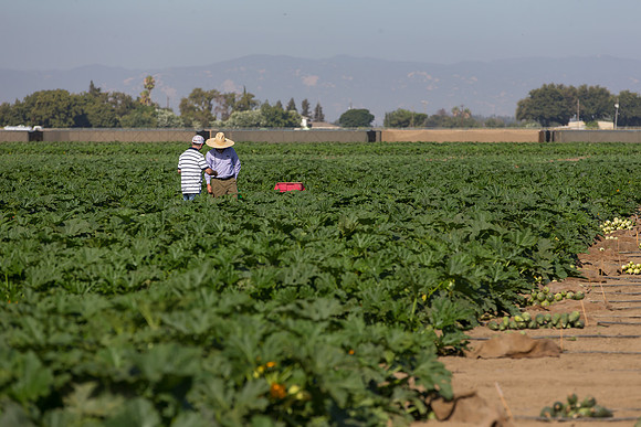 Squash_FieldDays_Woodland_CA_0005
