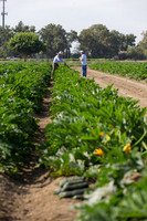 Squash_FieldDays_Woodland_CA_0083