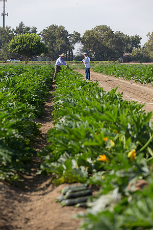 Squash_FieldDays_Woodland_CA_0083
