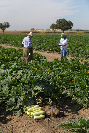 Squash_FieldDays_Woodland_CA_0011