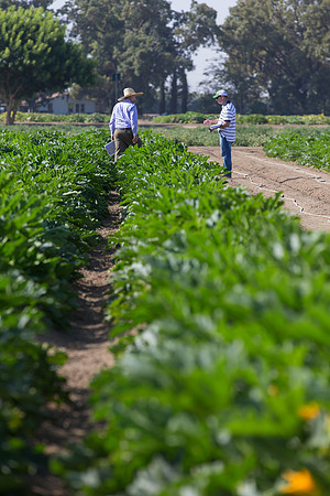 Squash_FieldDays_Woodland_CA_0098