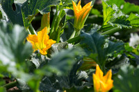 Squash_FieldDays_Woodland_CA_0031