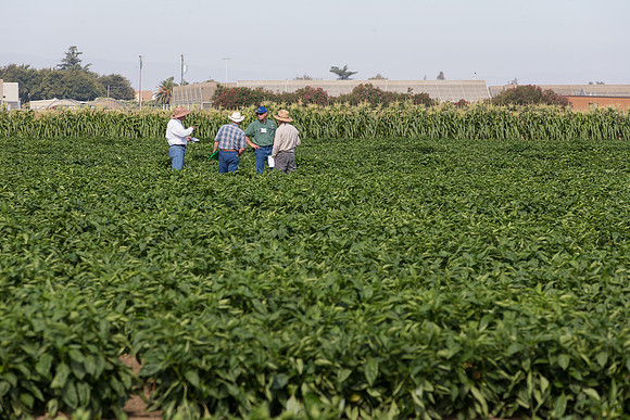Squash_FieldDays_Woodland_CA_0113