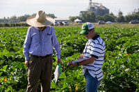 Squash_FieldDays_Woodland_CA_0036