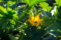 Squash_FieldDays_Woodland_CA_0075
