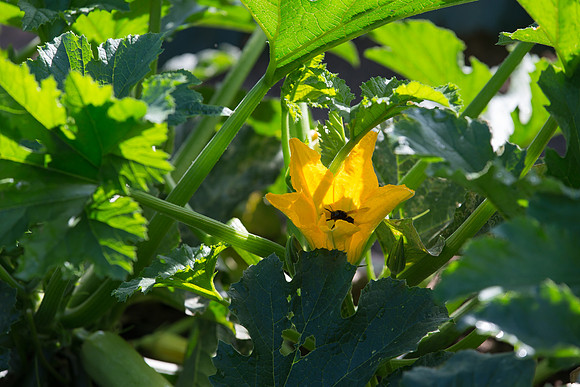 Squash_FieldDays_Woodland_CA_0075