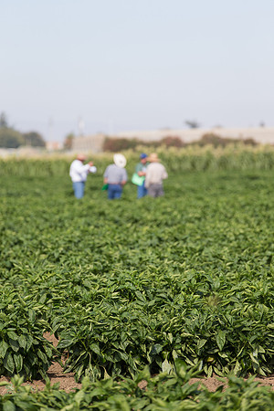 Squash_FieldDays_Woodland_CA_0123