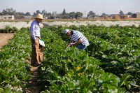 Squash_FieldDays_Woodland_CA_0016