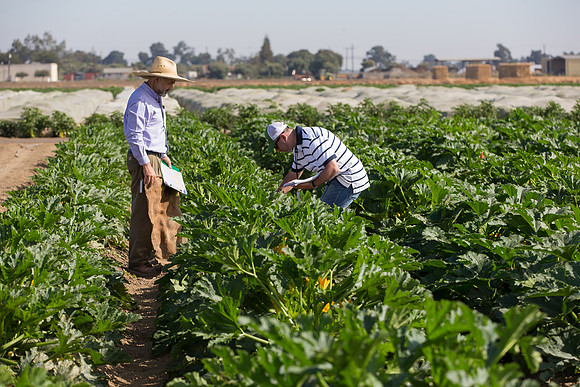 Squash_FieldDays_Woodland_CA_0016