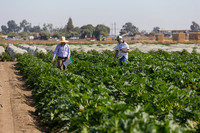 Squash_FieldDays_Woodland_CA_0025