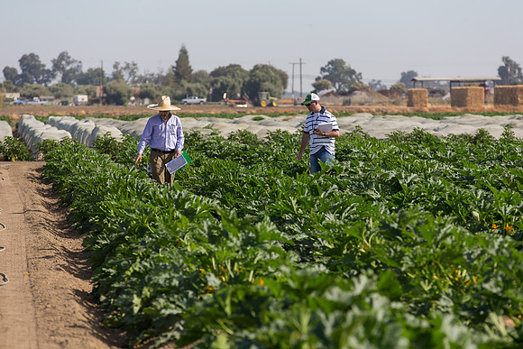 Squash_FieldDays_Woodland_CA_0025