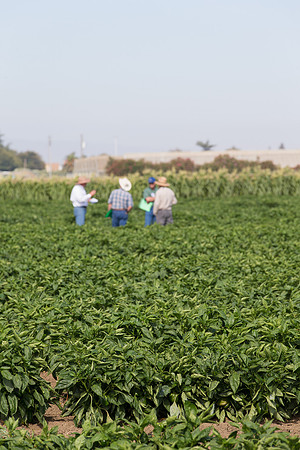 Squash_FieldDays_Woodland_CA_0127