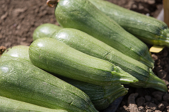 Squash_FieldDays_Woodland_CA_0181