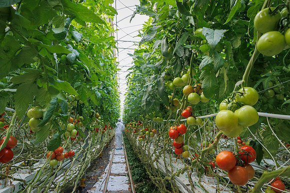 Tomato_DeRuiter_Kingsville_2022_187