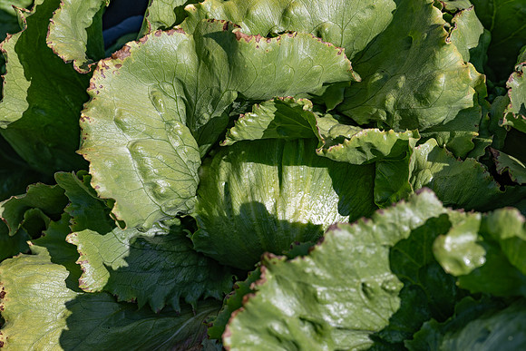 Moneyball_Lettuce_14