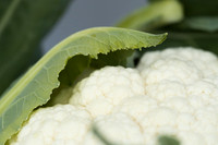 Cauliflower_Kurdivex_CA_0021