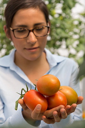 Tomato_4179_MX_0043