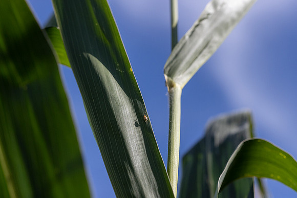CornRootworm_16