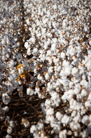 RRXCottonTexas_cdp_2480