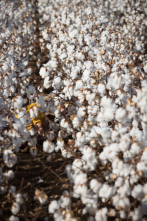 RRXCottonTexas_cdp_2480
