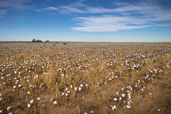 RRXCottonTexas_cdp_1892