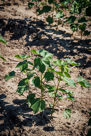 ThryvOn_2022_TurnageFarms_cdp_206