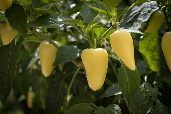 HotPepper_RioDeOro_0020