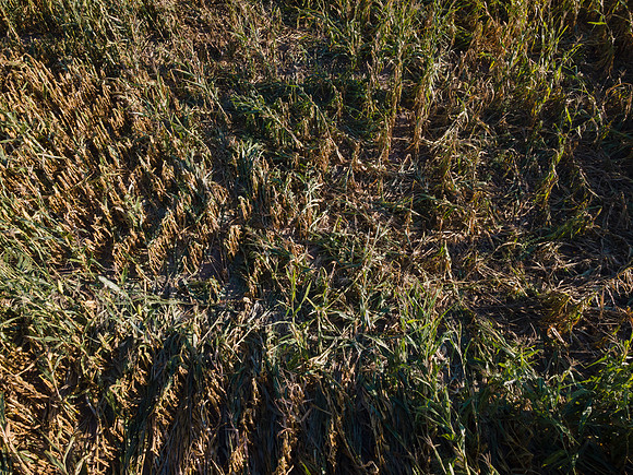 ShortCorn_LibertyIL_cdp_22