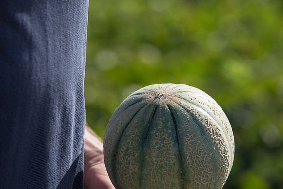 Melon_OrangeBeauty_CA_0013