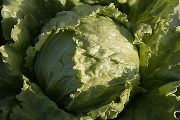 Lettuce_SV8143LG_CA_0060