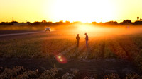 Seminis/De Ruiter Vegetables by Bayer