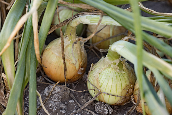 Onion_SVNN1071_26