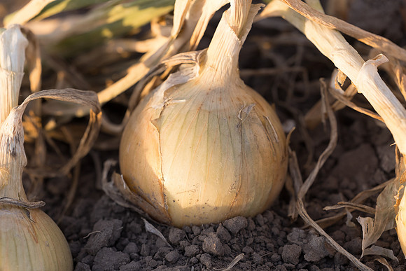Onion_SVNN1127_7