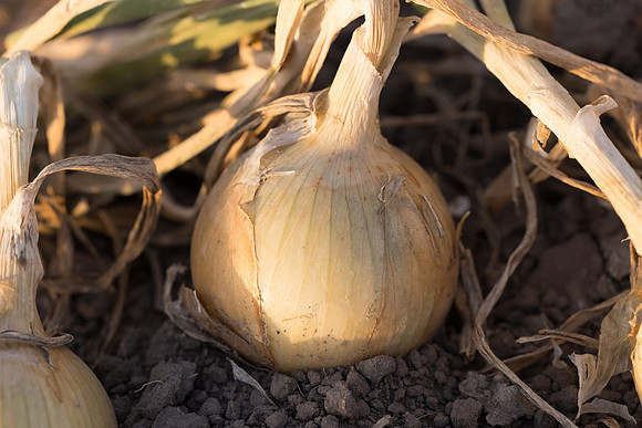 Onion_SVNN1127_9