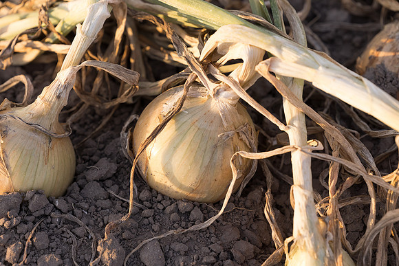 Onion_SVNN1127_3
