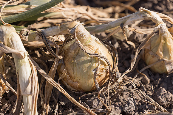 Onion_SVNN1139_33
