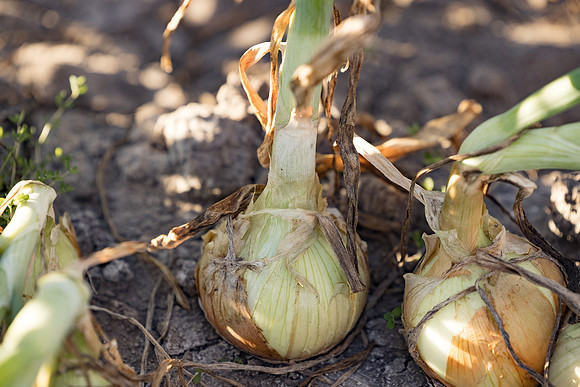Onion_SVNN1139_23