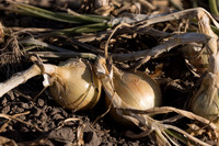 Onion_SVNN1147_37
