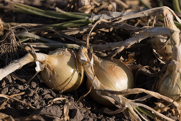 Onion_SVNN1147_37