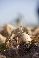 Onion_SVNN1147_49