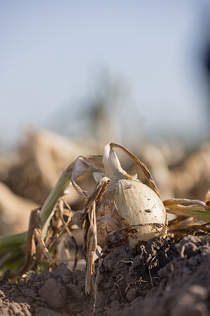 Onion_SVNN1147_49