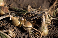 Onion_SVNN1147_32