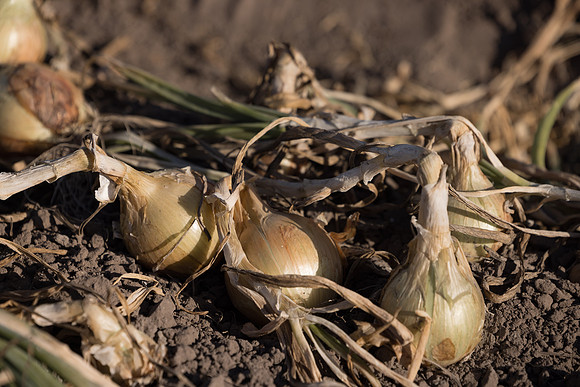 Onion_SVNN1147_32