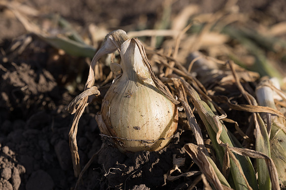 Onion_SVNN1147_39